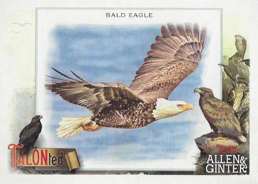 2023 Allen & Ginter TALON-ted #TT-5 Bald Eagle